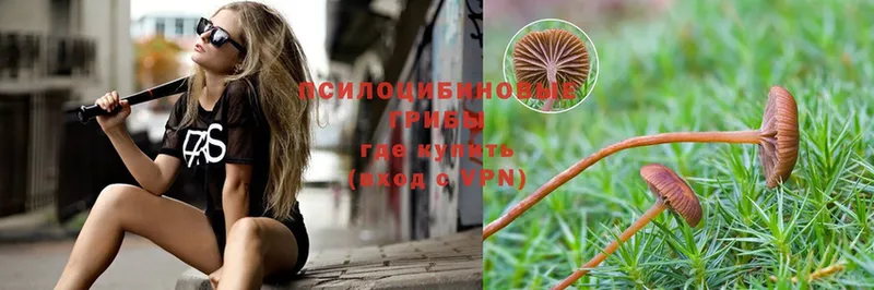 наркота  Бугульма  Галлюциногенные грибы Psilocybe 